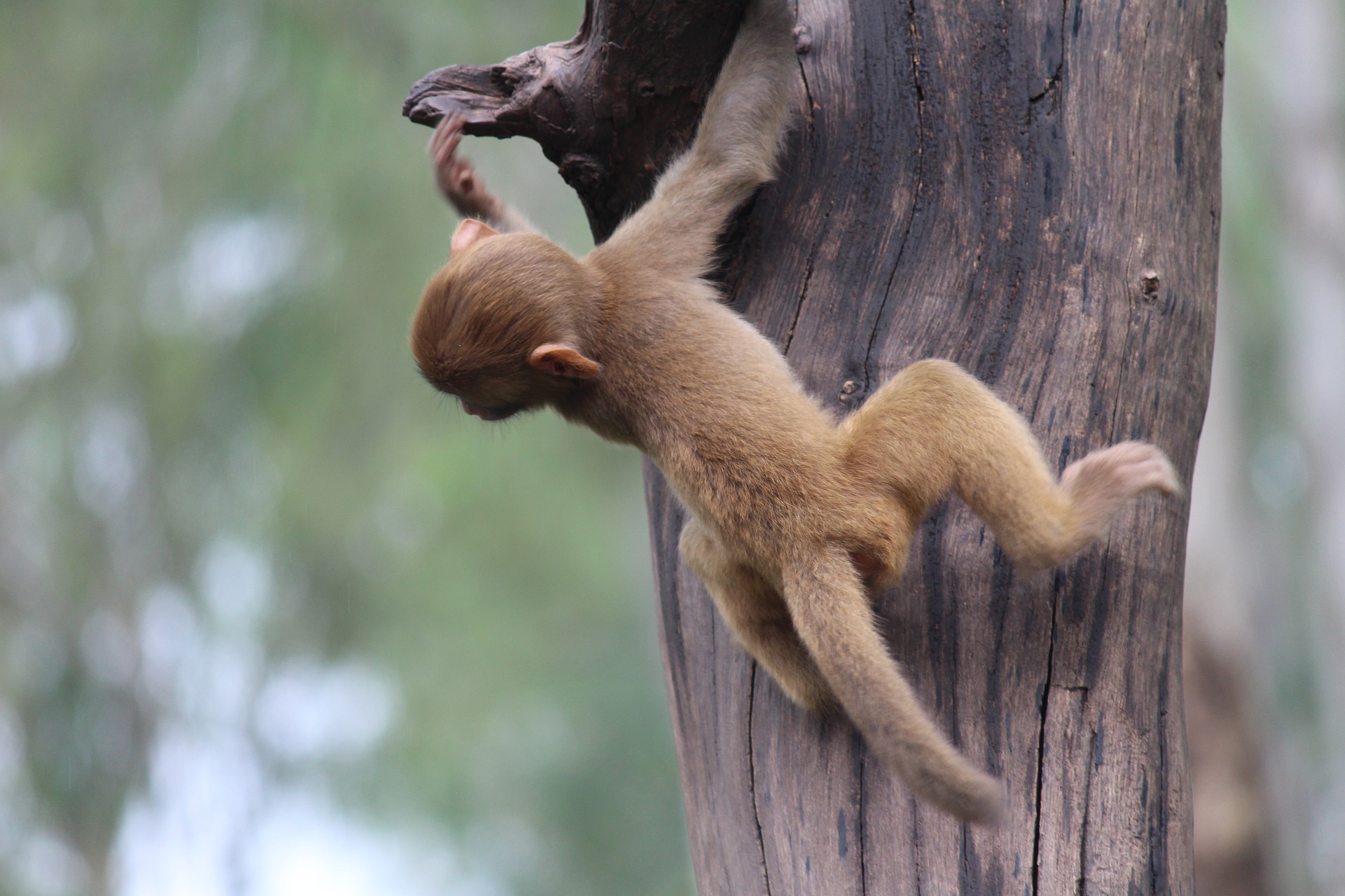 A monkey can climb перевод на русский. Обезьяна на дереве. Обезьянка залезает. Молодые шимпанзе на дереве. Обезьяна забирается на дерево картинки.